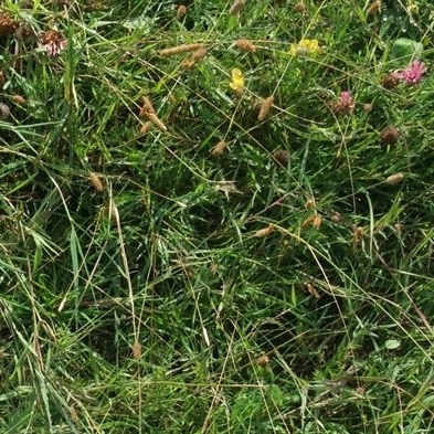 Wildflower Meadow Turf Mats